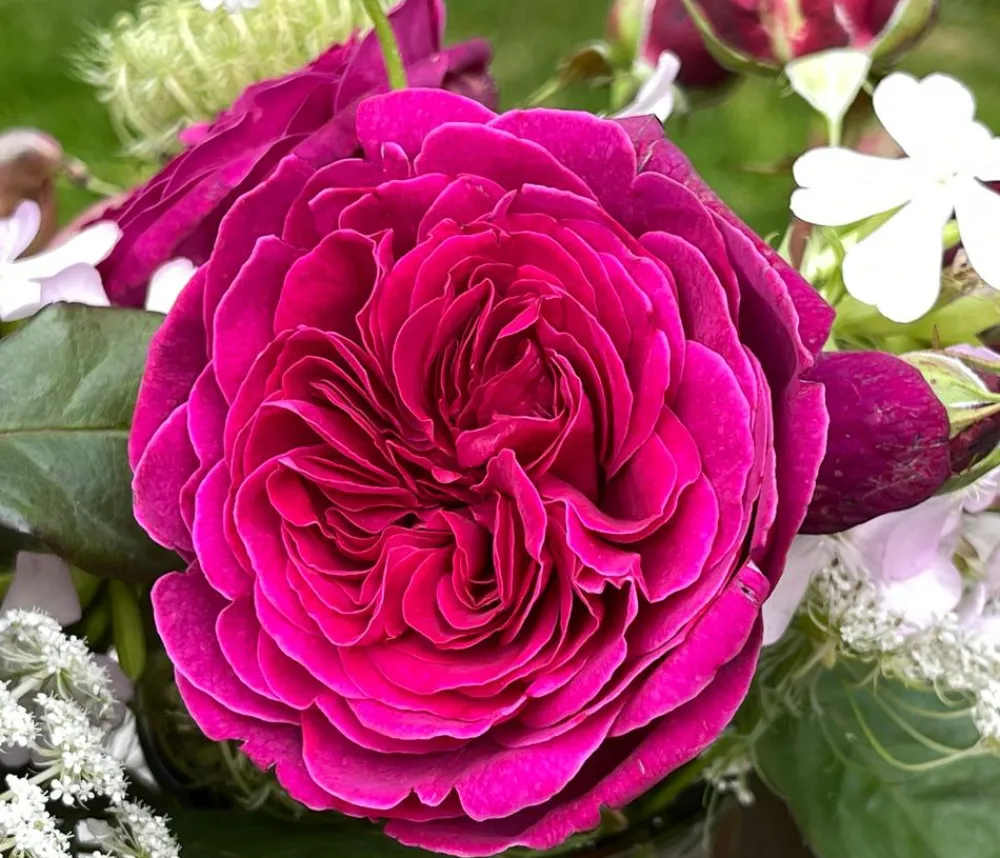 Dehner Rosen - Nostalgie-Edelrose 'Deep Secret'