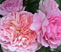 Dehner Nostalgie®-Edelrose 'Eisvogel®' Lavendel Online