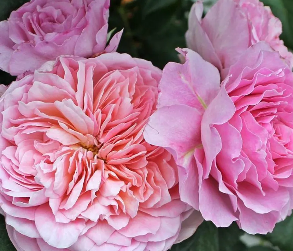 Dehner Nostalgie®-Edelrose 'Eisvogel®' Lavendel Online