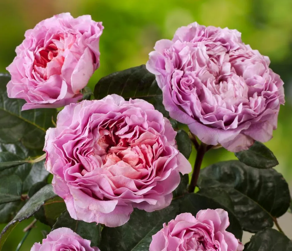 Dehner Nostalgie®-Edelrose 'Eisvogel®' Lavendel Online