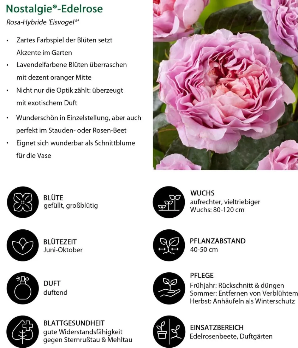 Dehner Nostalgie®-Edelrose 'Eisvogel®' Lavendel Online