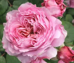 Dehner Rosen - Nostalgie®-Edelrose 'Eisvogel®' Lavendel