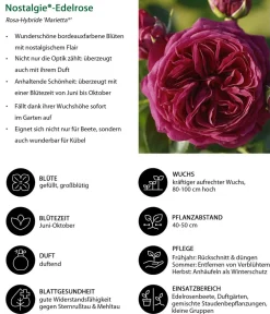 Dehner Nostalgie®-Edelrose 'Marietta®' Dunkelrot Clearance