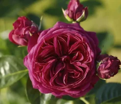 Dehner Nostalgie®-Edelrose 'Marietta®' Dunkelrot Clearance