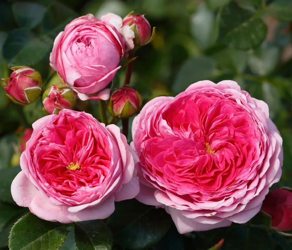 Dehner Rosen > Nostalgie®-Edelrose 'Modern Art®'