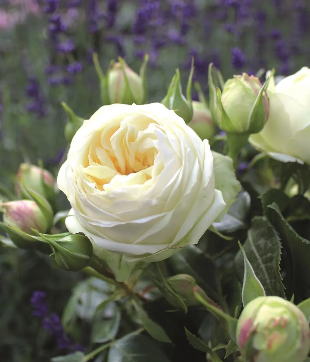 Dehner Rosen > Nostalgie®-Edelrose 'Wedding Piano®'