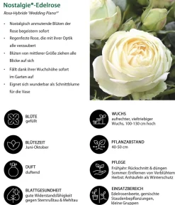 Dehner Rosen > Nostalgie®-Edelrose 'Wedding Piano®'