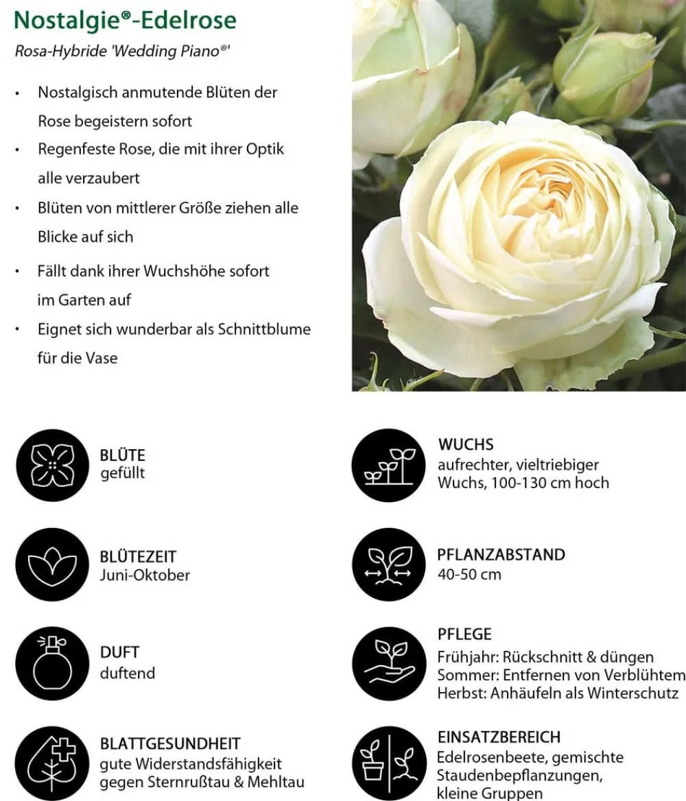 Dehner Rosen > Nostalgie®-Edelrose 'Wedding Piano®'