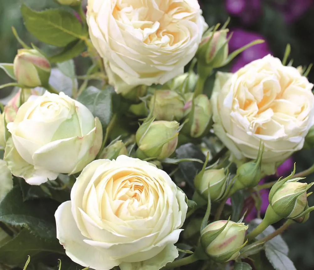 Dehner Rosen > Nostalgie®-Edelrose 'Wedding Piano®'
