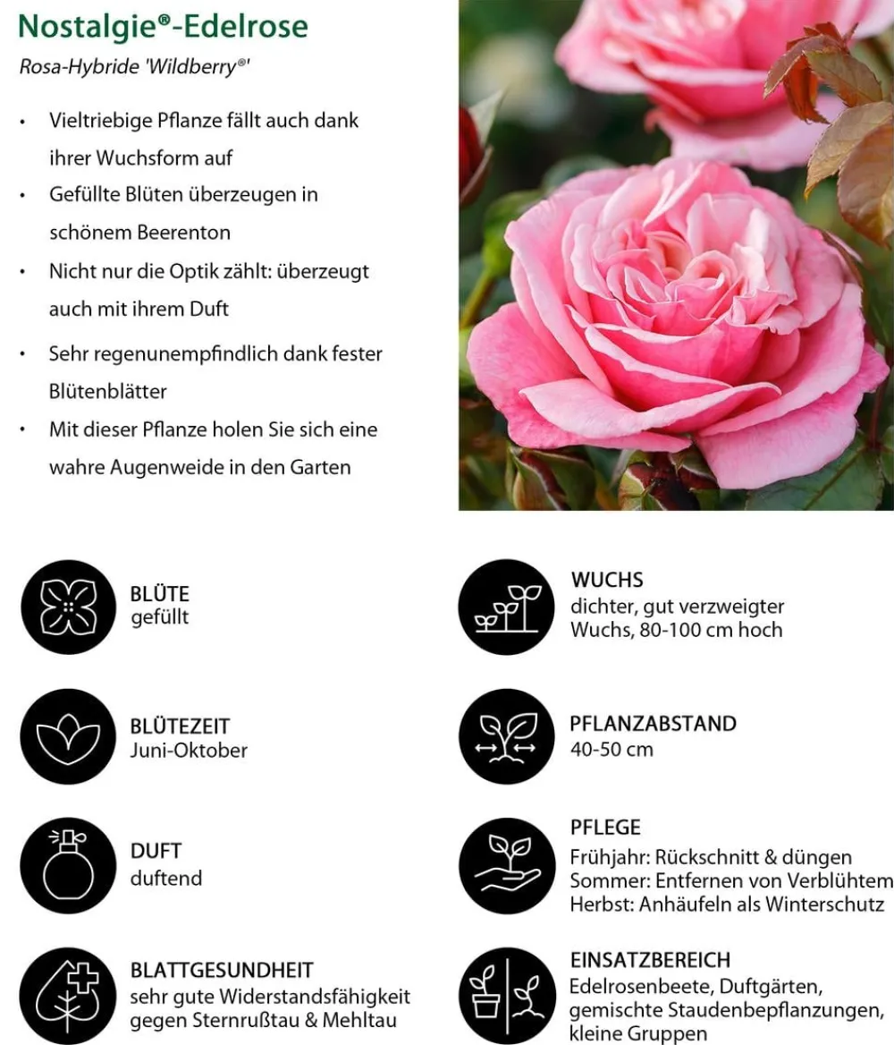 Dehner Rosen > Nostalgie®-Edelrose 'Wildberry®'