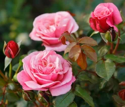Dehner Rosen > Nostalgie®-Edelrose 'Wildberry®'