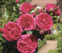 Dehner Rosen - Nostalgie®-Strauchrose 'Soul®' Pink