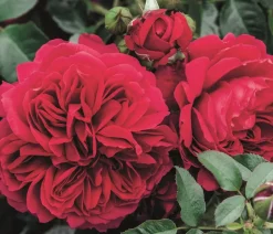 Dehner Rosen - Nostalgie®-Strauchrose 'Soul®' Pink