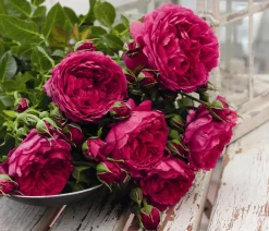 Dehner Rosen - Nostalgie®-Strauchrose 'Soul®' Pink