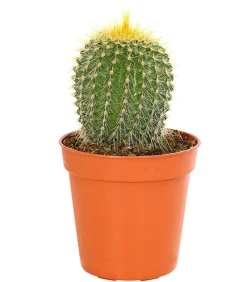 Dehner Kakteen > Notocactus - Parodia leninghausii