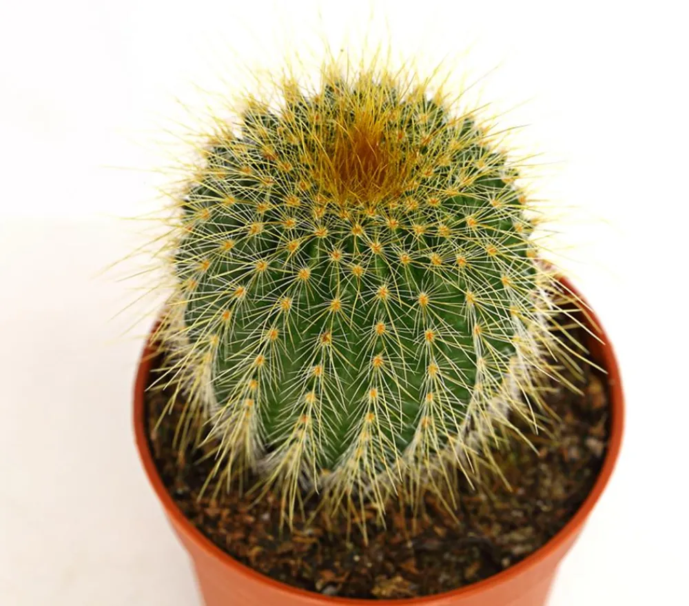 Dehner Kakteen > Notocactus - Parodia leninghausii