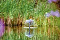 Oase Gartenteich·Teichpumpen & Teichtechnik|Teichpumpen & Teichtechnik - Aquarius Fountain Set Classic 3000 E