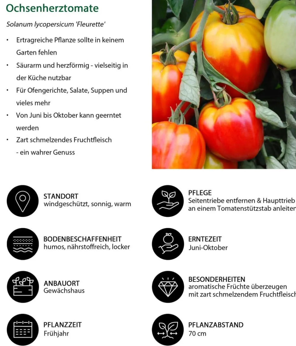 Dehner Ochsenherztomate 'Fleurette' Rot Best