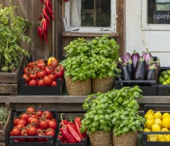 Dehner Ochsenherztomate 'Fleurette' Rot Best