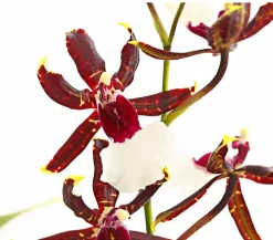 Dehner Orchideen > Odontonia-Orchidee - Odontonia hybriden 'Samurai'