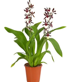 Dehner Orchideen > Odontonia-Orchidee - Odontonia hybriden 'Samurai'