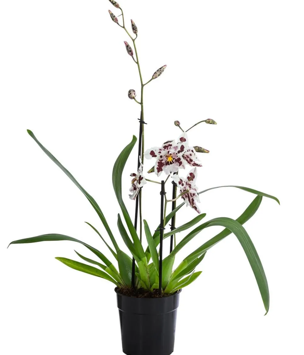 Dehner Odontonia-Orchidee - Odontonia hybriden 'Carla' Hot