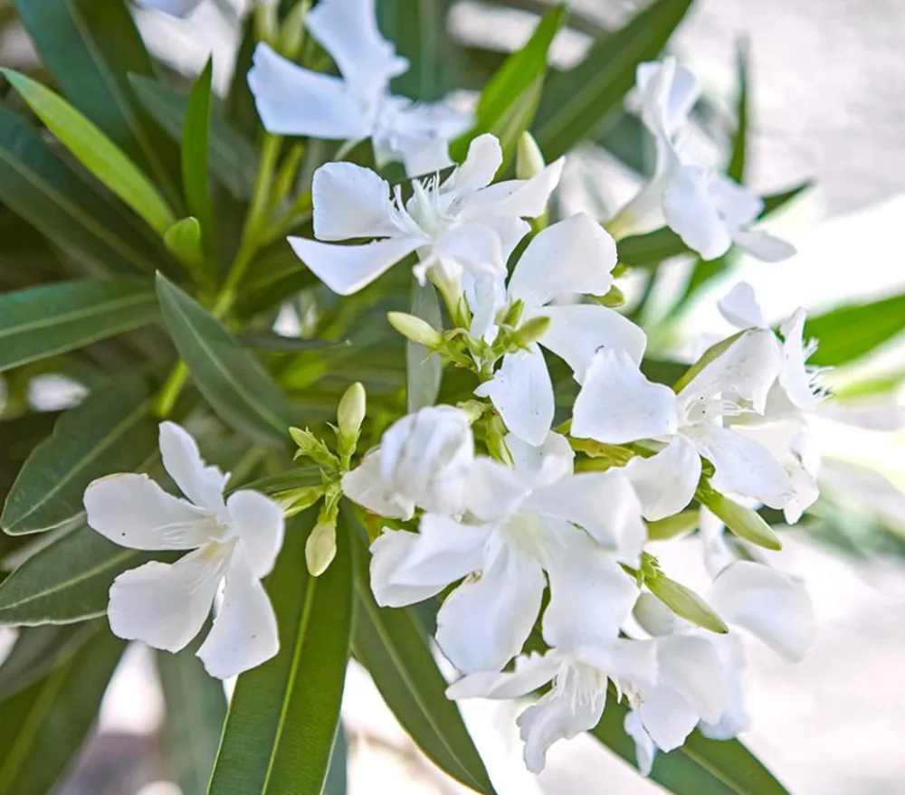 Dehner Terrassenpflanzen|Hibiskus & Oleander - Oleander, Busch Weiß