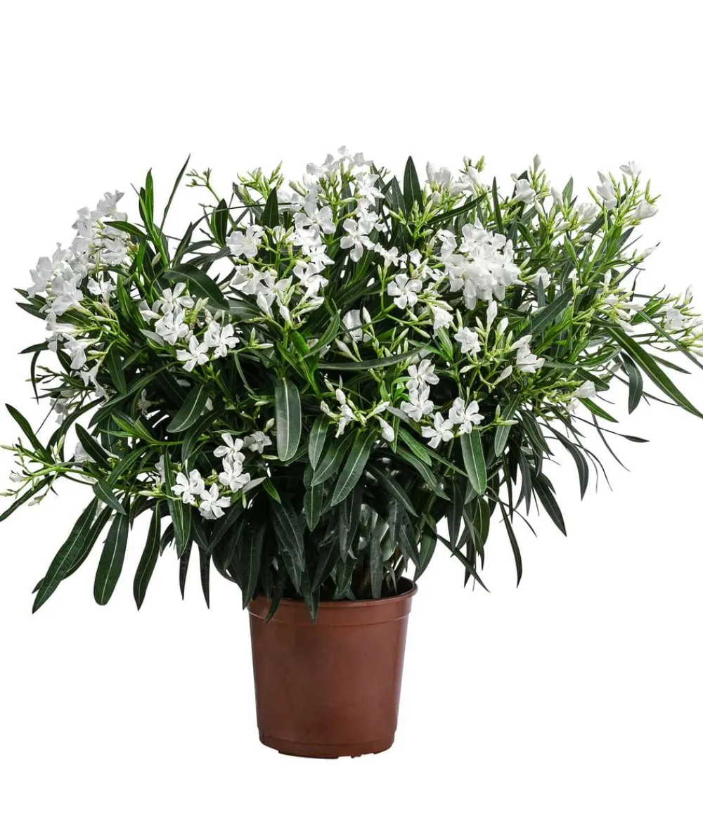 Dehner Terrassenpflanzen|Hibiskus & Oleander - Oleander, Busch Weiß