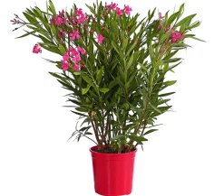 Dehner Terrassenpflanzen|Hibiskus & Oleander > Oleander, Busch