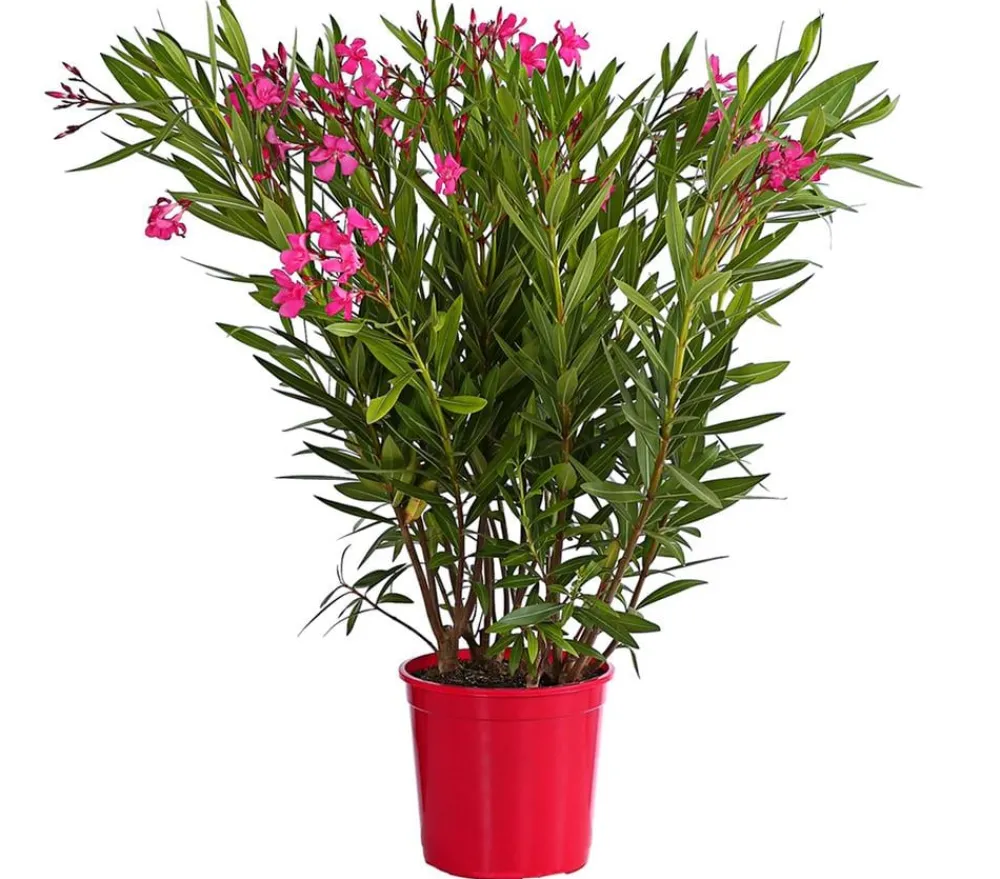 Dehner Terrassenpflanzen|Hibiskus & Oleander > Oleander, Busch