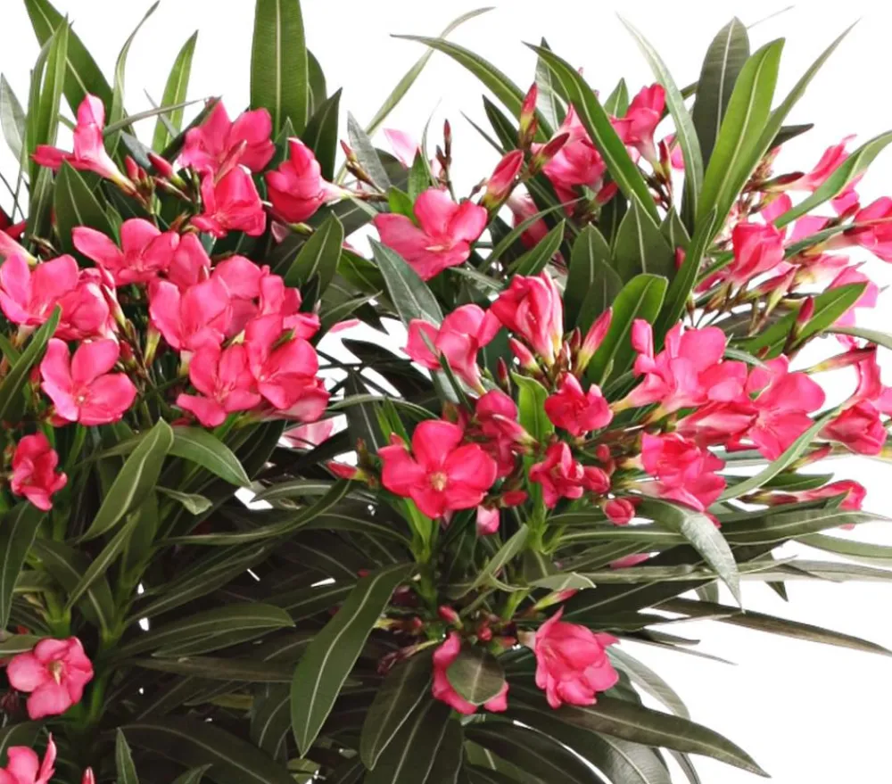 Dehner Terrassenpflanzen|Hibiskus & Oleander > Oleander, Busch