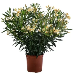 Dehner Terrassenpflanzen|Hibiskus & Oleander > Oleander, Busch