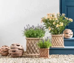 Dehner Terrassenpflanzen|Hibiskus & Oleander > Oleander, Busch