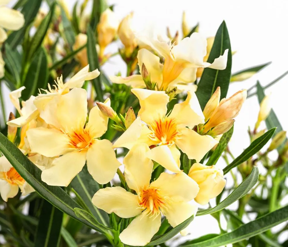 Dehner Terrassenpflanzen|Hibiskus & Oleander > Oleander, Busch