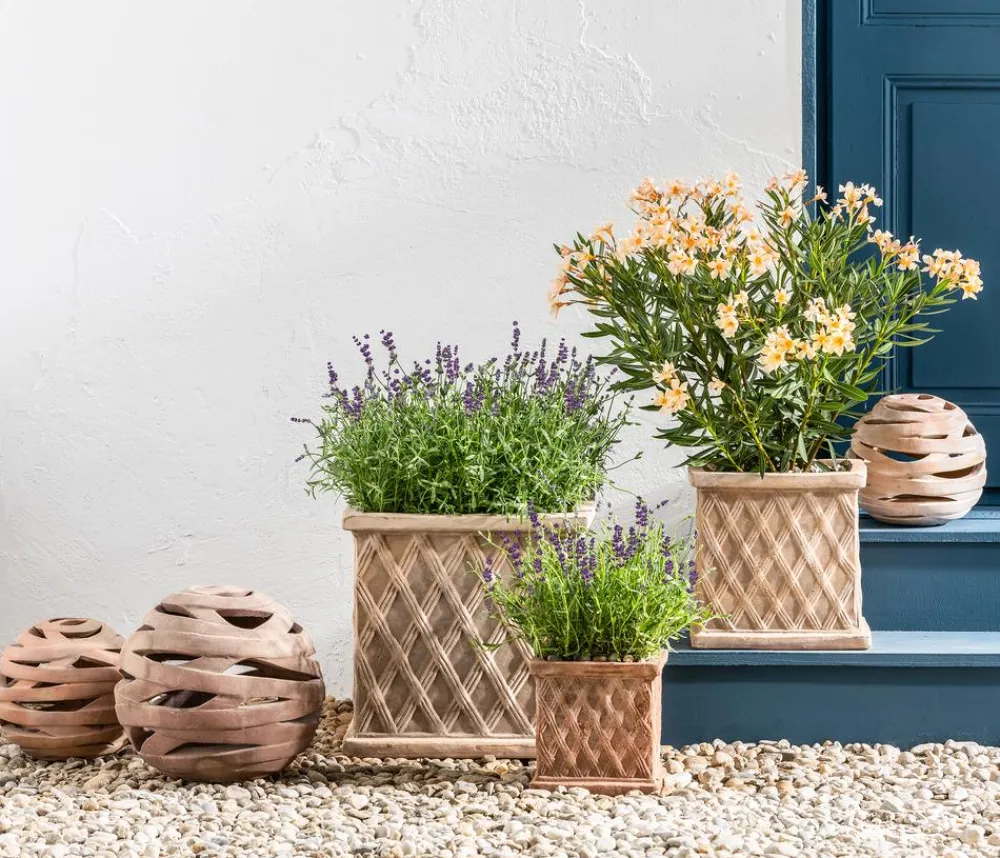 Dehner Terrassenpflanzen|Hibiskus & Oleander > Oleander, Busch