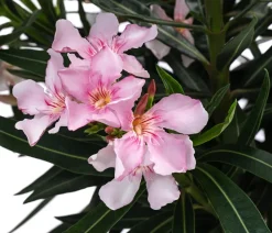 Dehner Oleander, Busch Rosa