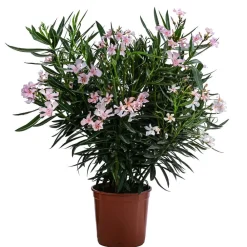 Dehner Oleander, Busch Rosa