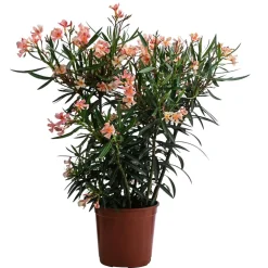 Dehner Oleander, Busch Apricot Best