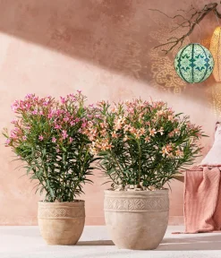 Dehner Oleander, Busch Apricot Best