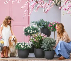Dehner Oleander, Busch Rosa Online