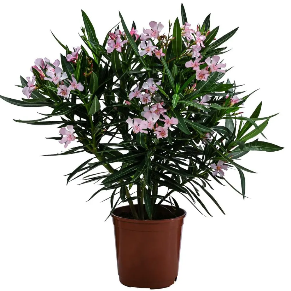 Dehner Oleander, Busch Rosa Online