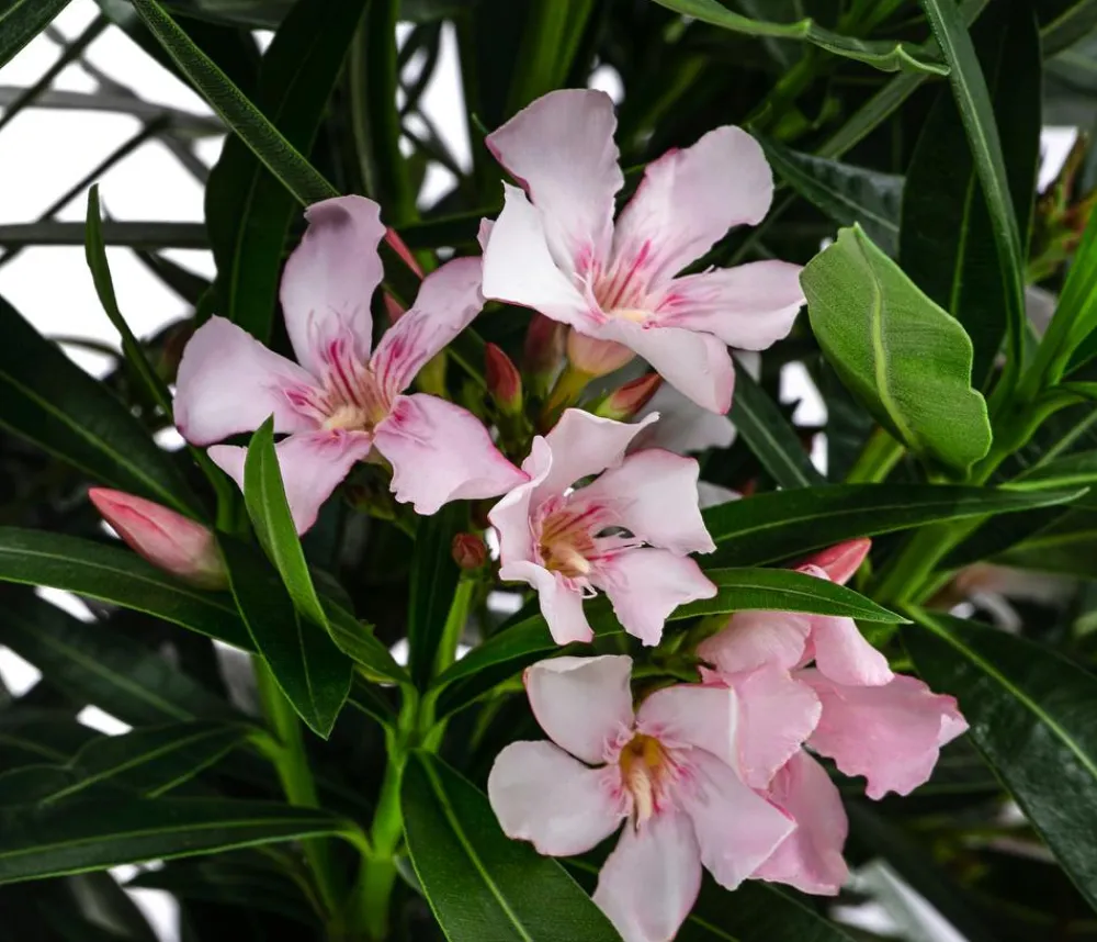 Dehner Oleander, Busch Rosa Online