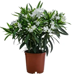 Dehner Terrassenpflanzen|Hibiskus & Oleander - Oleander, Busch Weiß