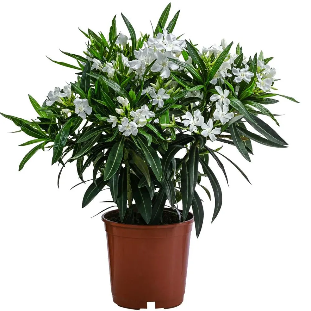 Dehner Terrassenpflanzen|Hibiskus & Oleander - Oleander, Busch Weiß