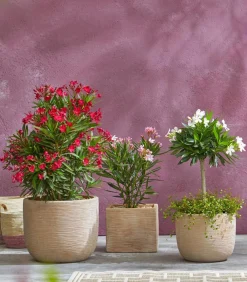 Dehner Terrassenpflanzen|Hibiskus & Oleander - Oleander, Busch Rot