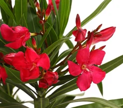 Dehner Terrassenpflanzen|Hibiskus & Oleander - Oleander, Busch Rot