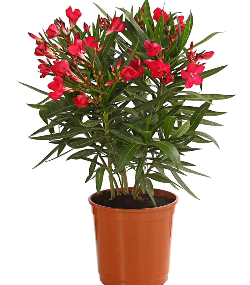 Dehner Terrassenpflanzen|Hibiskus & Oleander - Oleander, Busch Rot