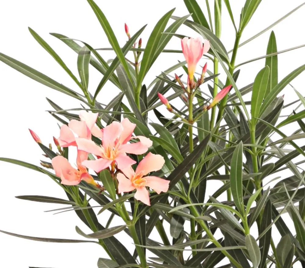 Dehner Terrassenpflanzen|Hibiskus & Oleander - Oleander, Busch Apricot