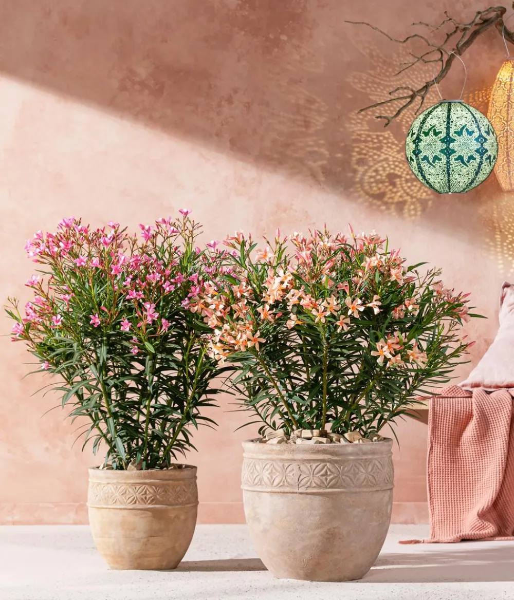 Dehner Terrassenpflanzen|Hibiskus & Oleander - Oleander, Busch Apricot