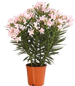 Dehner Terrassenpflanzen|Hibiskus & Oleander - Oleander, Busch Apricot